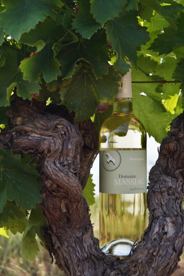-SAUVIGNON- IGP Pays D'Oc