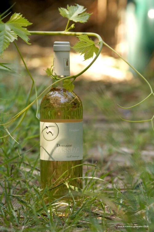 VIOGNIER
